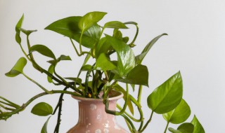 绿萝水培快速生根方法（绿萝水培快速生根方法视频）