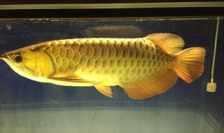 龙鱼养殖方法(龙鱼养殖方法和技巧)