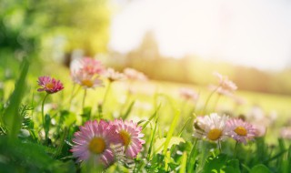 有关春天的排比句和比喻句 关于春天的排比比喻句