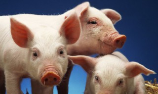 二元母猪的鉴别方法(如何鉴别二元母猪和三元母猪)