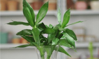 金边富贵竹的养殖方法 金边富贵竹的养殖方法水养