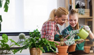 如意花的养殖方法（如意花的养殖方法视频）