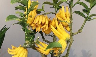 佛手花的养殖方法(佛手花的养殖方法和注意事项 盆)