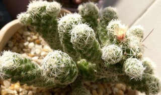 银手指的养殖方法 银手指怎么养