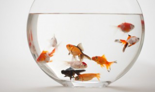 罗汉鱼养殖方法 罗汉鱼养殖方法和技巧