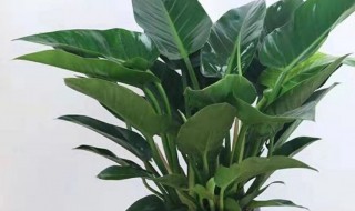 绿植金钻养殖方法 如何养植金钻