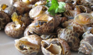 盐焗花螺最正宗的做法（盐焗花螺最正宗的做法视频）