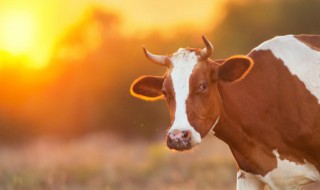 牛宝怎么做好吃 牛鞭怎么做好吃