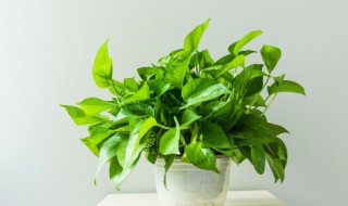 绿萝盆栽造型方法 绿萝盆栽造型方法图解