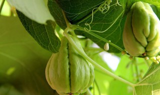 佛手瓜的保存方法（三种人不宜吃佛手瓜）