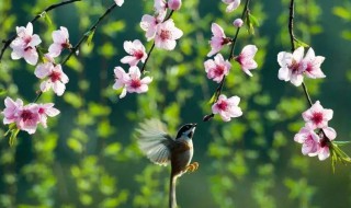 春风一拂千山绿下一句 春风轻拂千山绿的下联是什么