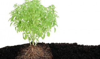 生根水的使用方法（生根水几天浇一次）