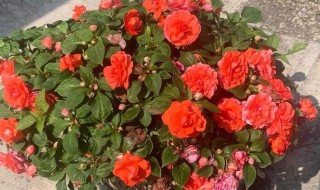 非洲凤仙花的繁殖方法 凤仙花怎样扦插繁殖