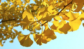 银杏繁殖方法 银杏繁殖方法和时间