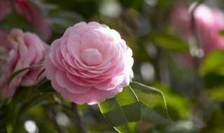 茶花树的繁殖方法（茶花树的繁殖方法有哪些）