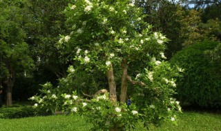 九里香的繁殖方法 九里香的繁殖方法有哪些