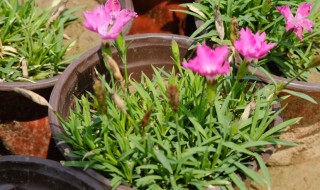欧石竹的繁殖方法 欧石竹的繁殖方法有哪些