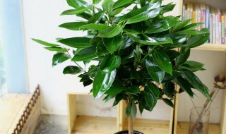 平安树的繁殖方法 平安树的繁殖方法有哪些