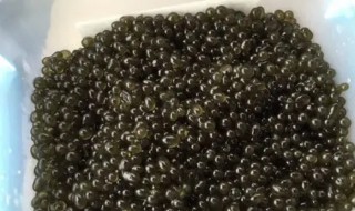 葛仙米怎么种植(葛仙米种植技术,提供种子,包回收合同)