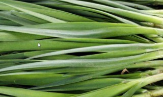春天的韭菜好么（春天的韭菜有什么营养）