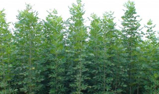 白蜡树适合种植在庭院吗 白蜡树适合种植在庭院吗风水好吗