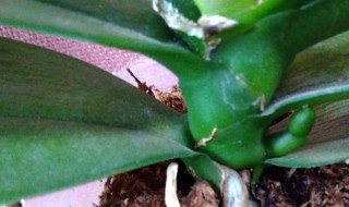 蝴蝶兰可以出几个花剑 蝴蝶兰单株可以出几个花剑