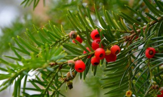 30公分粗的红豆杉长多少年 红豆杉直径30cm要长多少年