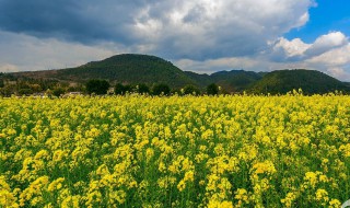 油菜花的古名叫什么? 油菜花的古名叫什么名字