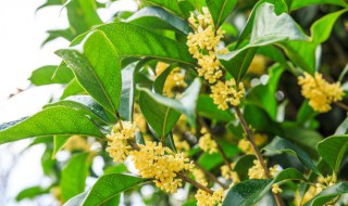 嫁接桂花用女贞大叶和小叶那个好（大叶女贞嫁接桂花视频）