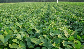 红薯秧在多少温度下能种植 红薯秧在多少温度下能种植出来