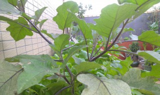 茄子落花不坐果是何原因 茄子落花不坐果是何原因呢