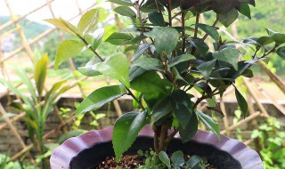 茶花干叶子是什么原因 茶花干叶干花怎么办