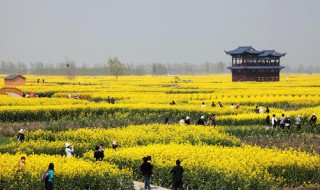 兴化油菜花观赏时间（兴化油菜花最佳观赏时间）