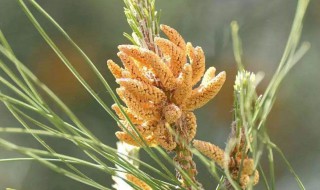 松花粉如何保存（松花粉如何保存最好）