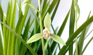 南方西晒位置适宜种植的花卉 南方西晒的房子好吗