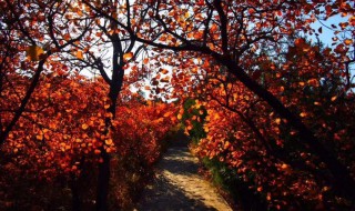 黄栌下山桩没根会活吗（黄栌盆景的大忌讳）