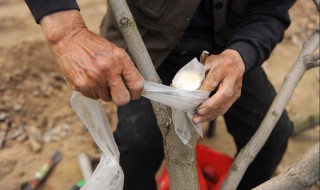 嫁接属于什么繁殖方式(嫁接属于什么繁殖方式类型)