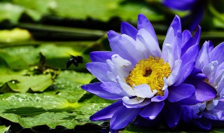 埃及蓝睡莲的护肤功效（埃及蓝睡莲花致幻）