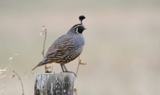 怎么防止鹌鹑打架（如何防止鹌鹑打架）