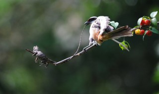 伯劳鸟吃什么食物 伯劳鸟吃什么食物简单