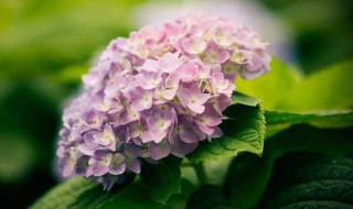 天竺葵和绣球花的区别（天竺葵和绣球花的区别是什么）