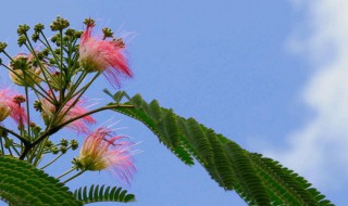 合欢的养殖方法（合欢怎么养）