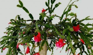 蟹爪兰为什么要嫁接在仙人掌 蟹爪兰为什么要嫁接呢