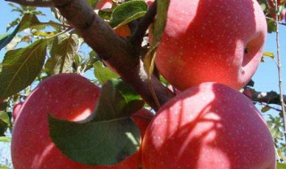 短枝富士如何修剪 短枝富士修剪技术视频