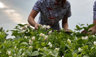 茉莉花怎样栽培 茉莉花怎样栽培管理