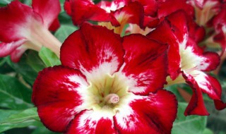 沙漠玫瑰怎么水培 沙漠玫瑰怎么水培种植