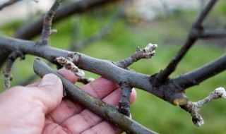 冰箱怎样保存接穗 怎样用冰箱保存接穗