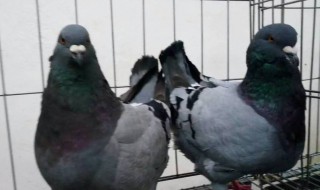 元宝鸽子养殖技术 元宝鸽子养殖技术视频