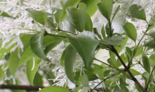 流苏树的养殖方法（流苏树的养殖方法视频）