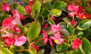 玻璃翠怎么施肥 玻璃翠施肥过多如何补救